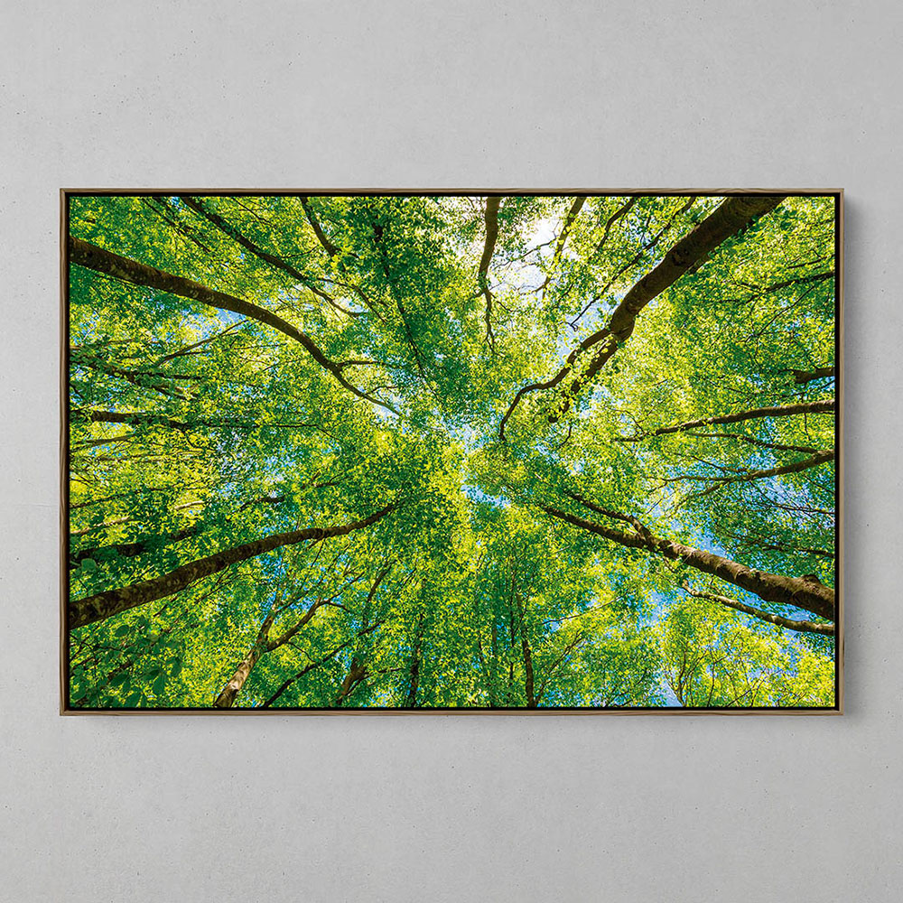 Floresta-629